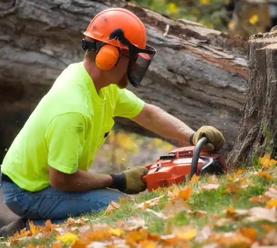 tree services Sardis